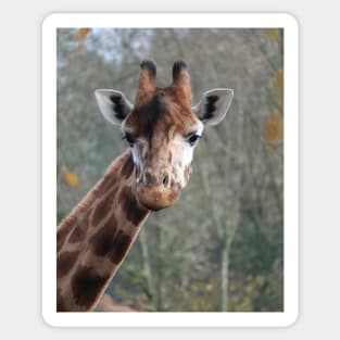 Giraffe's majestic portrait Sticker